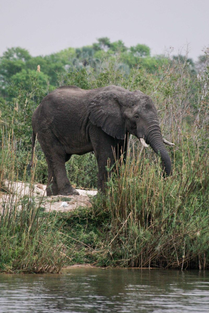 elephant river Zambezi
