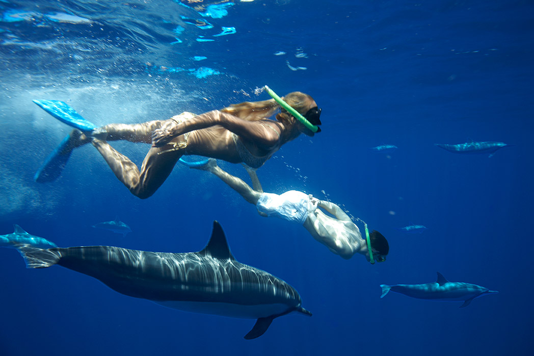 Dolphin Swimming