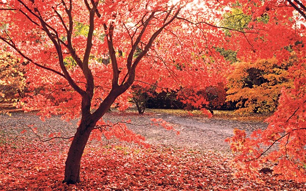 Top Ten Places to Enjoy Autumn in the UK-480