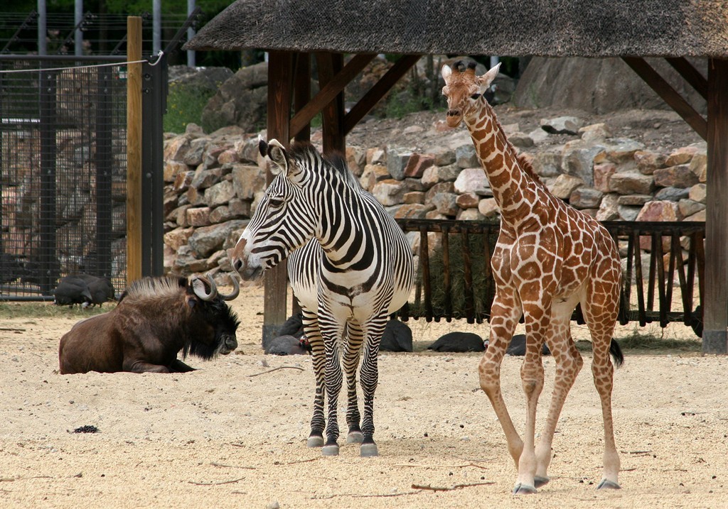 Artis Royal Zoo