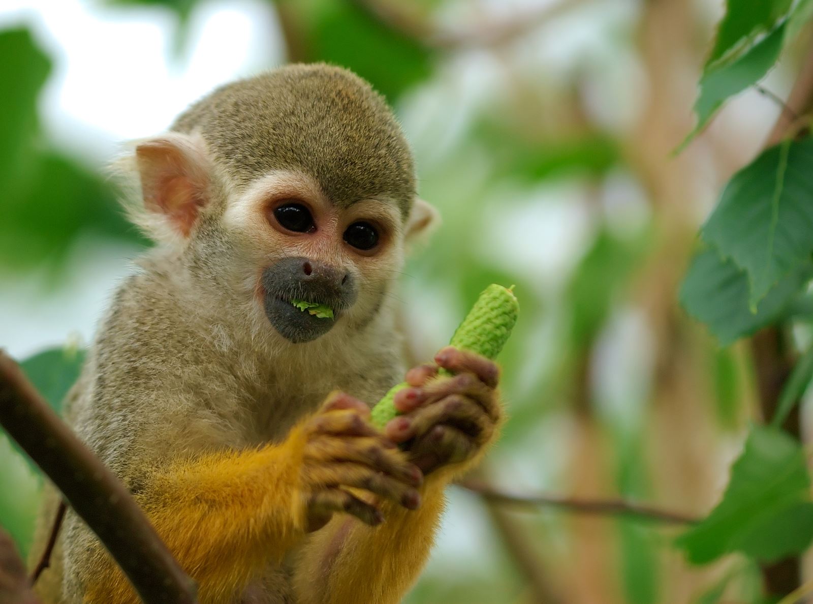 brazil monkeys