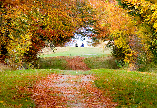 Friston Forest