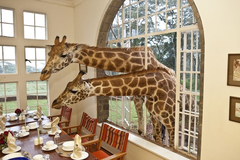 giraffe-manor