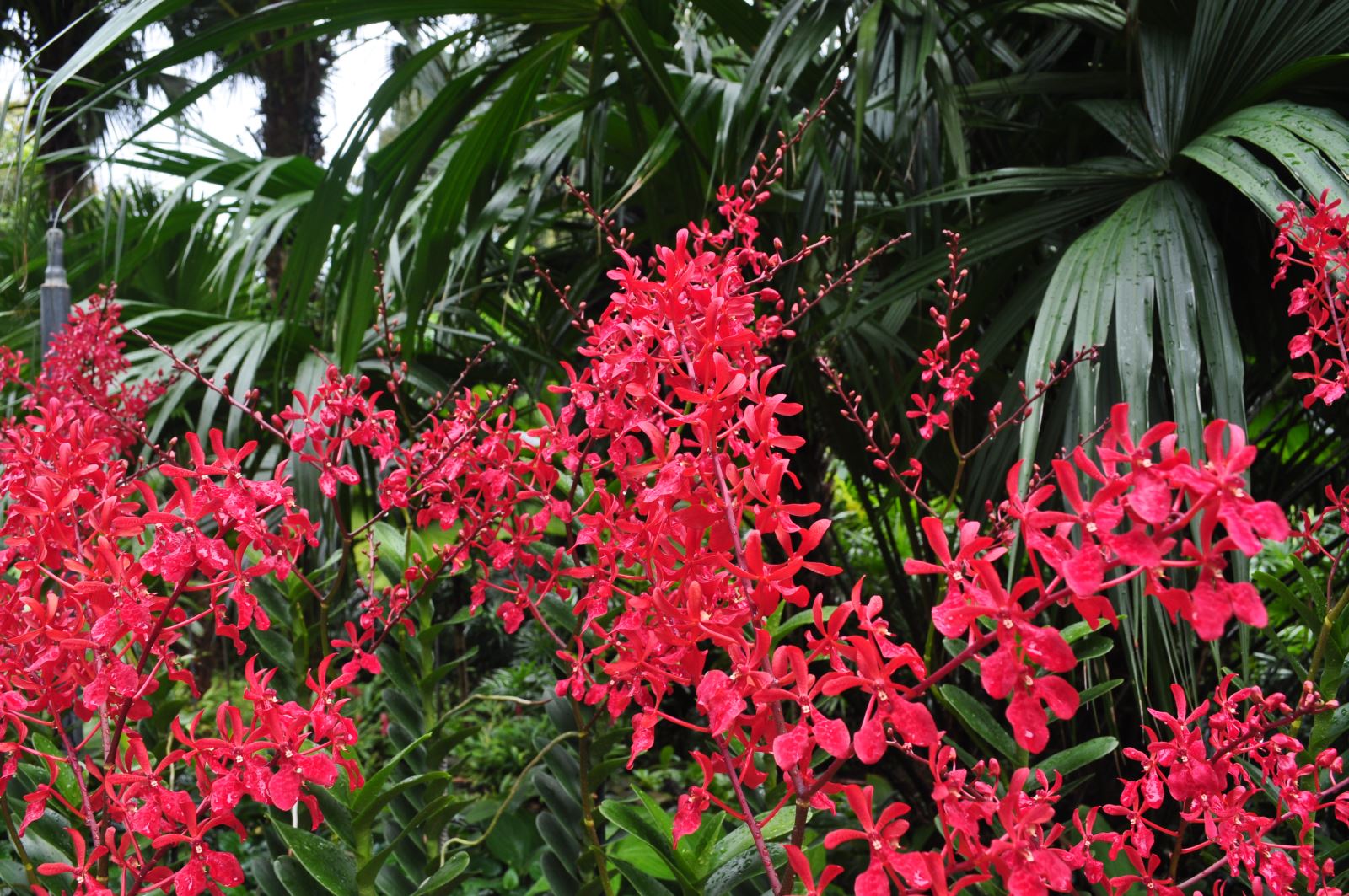 Singapore Botanical Gardens