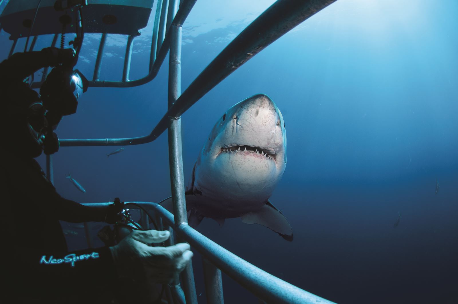 swim-with-great-white-shark
