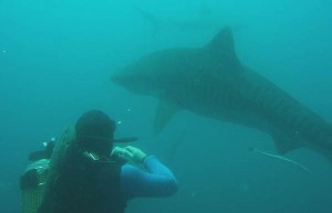 tiger-shark-dive-kwazulu-natal-south-africa